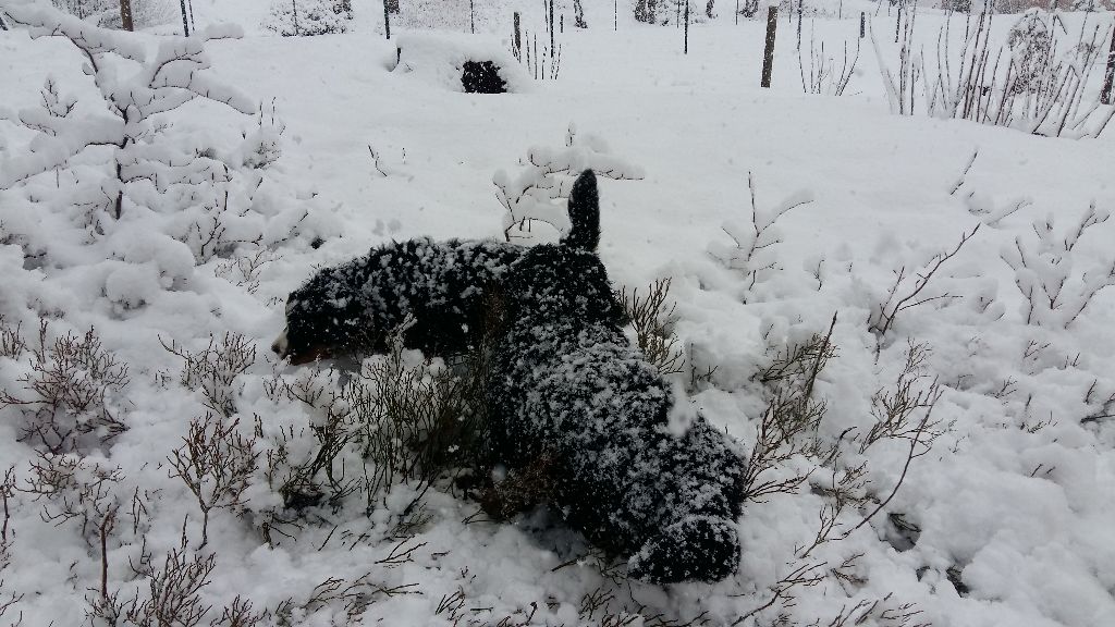 Retour de la neige ce 3 avril