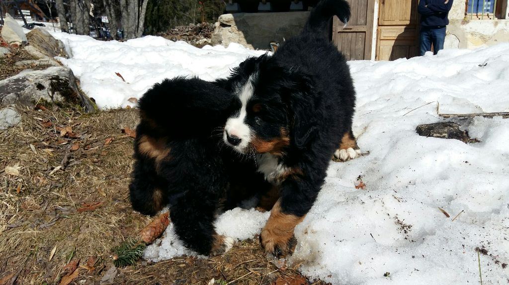 Portée Nanook 6 semaines