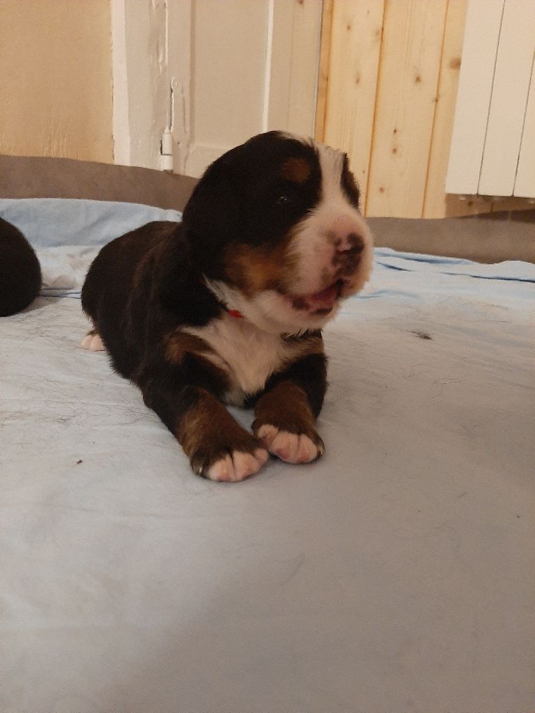 Famille Nanook et Mack Semaine 3 2020