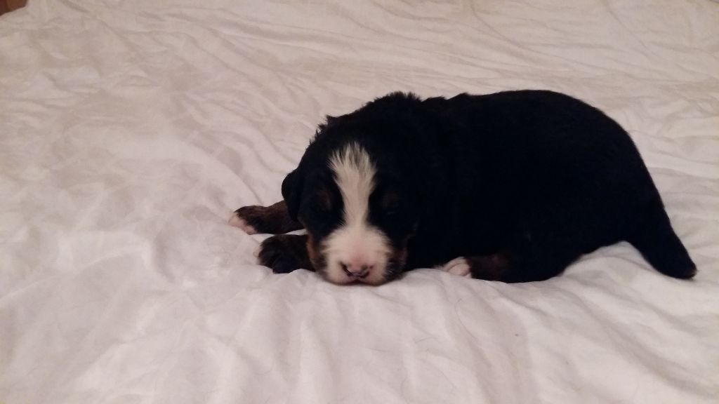 1ere portée Nanook