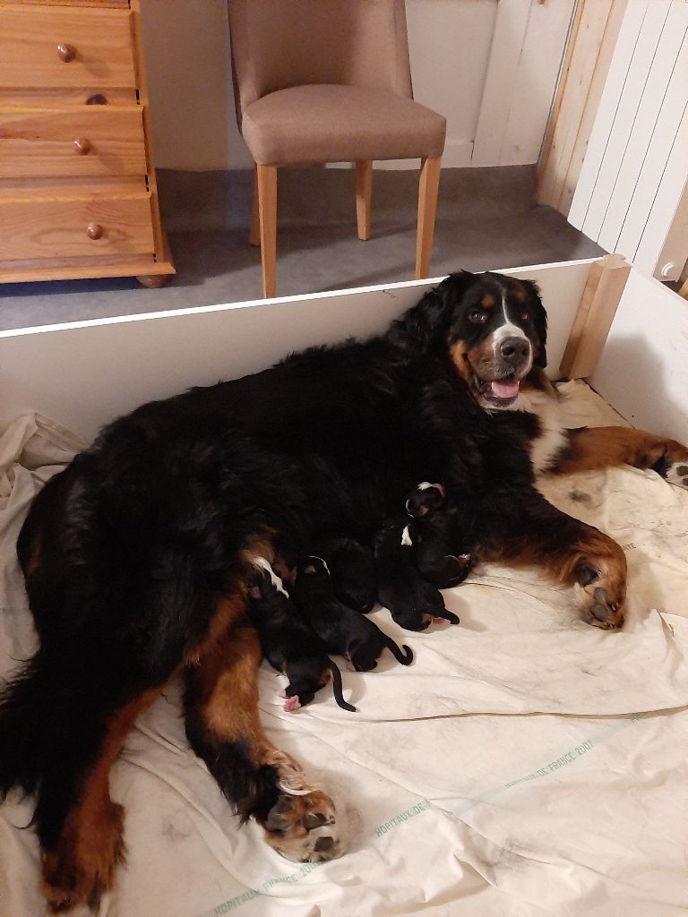 Famille Nanook et Mack Semaine 1 2020