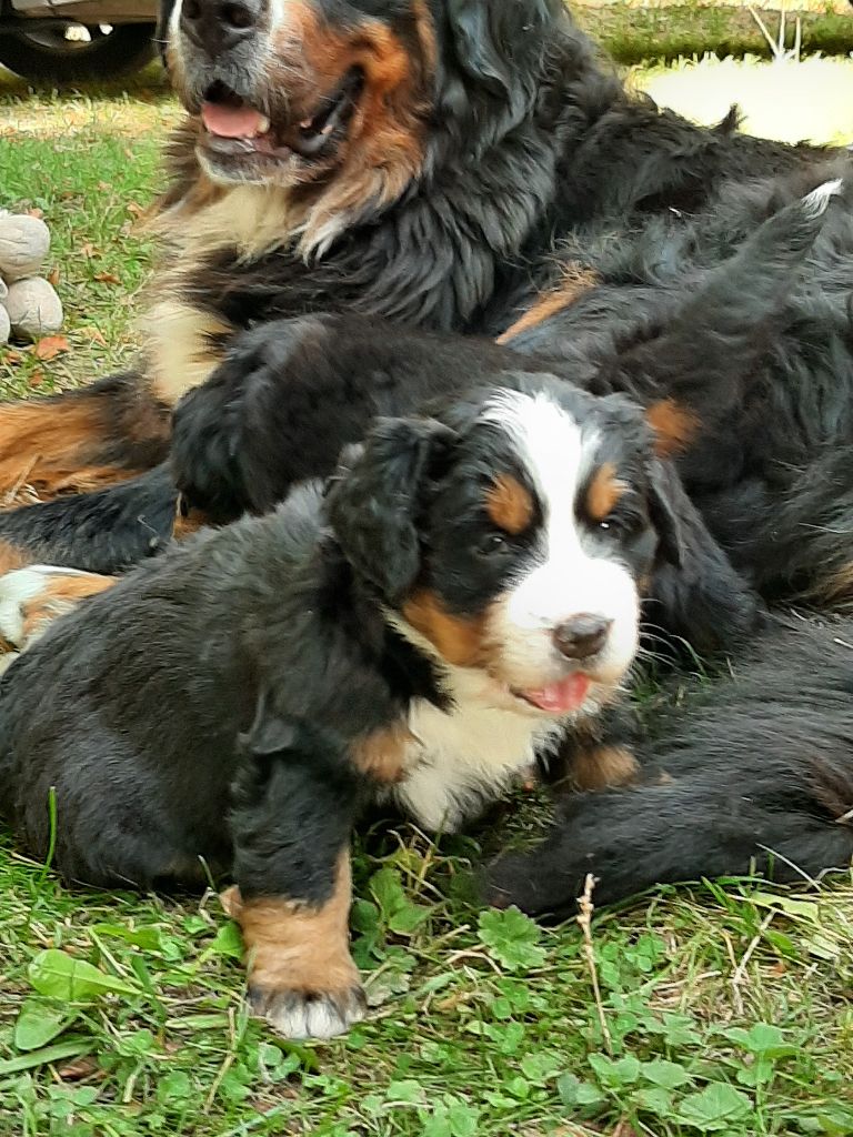 Famille Nanook et Mack Semaine 5 2020